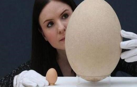 实拍：世界上最大的蛋，价值51万元，相当于100个鸡蛋的大小_图1