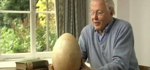 实拍：世界上最大的蛋，价值51万元，相当于100个鸡蛋的大小_图3