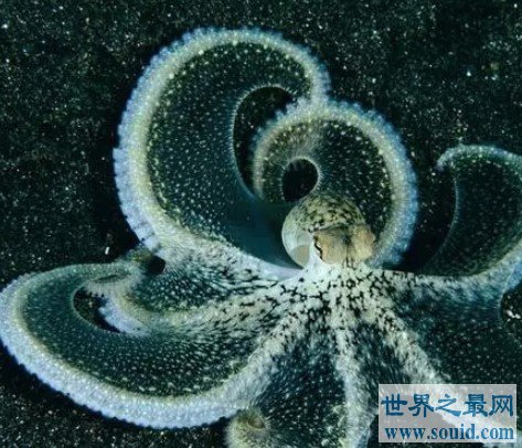 海洋中最会伪装的动物——拟态章鱼