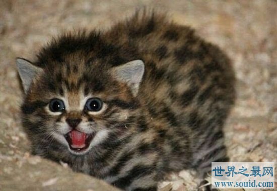 世界上最小的猫类，战斗力可是绝对一流