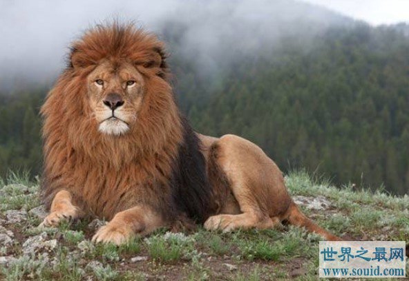 世界上最大的狮子，早在100多年前就灭绝了