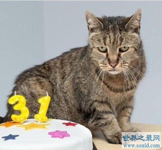 世界上最长寿的猫，享年38岁零3天