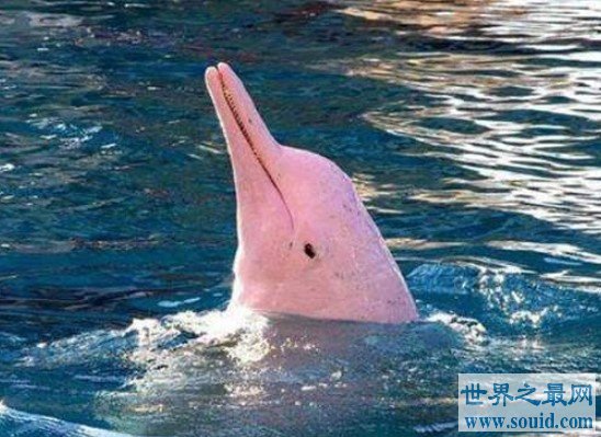 世界上最罕见的海豚，全身粉色，十分美丽