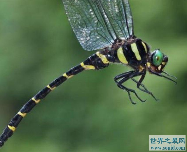 世界上捕杀率最高的蜻蜓，是丛林之王狮子的4倍