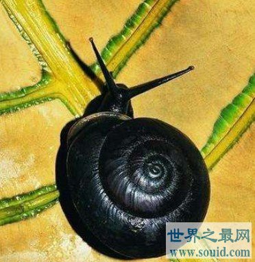 世界上最美丽的蜗牛，可以覆盖一个人的手掌