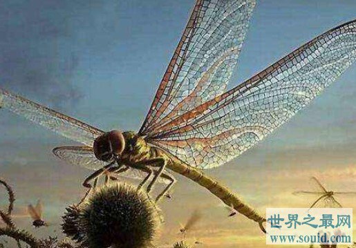 世界最大蜻蜓，早在2.5亿年前的二叠纪就已灭绝