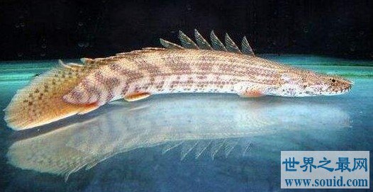 世界最漂亮的鱼王，是恐龙和鳄鱼结合体