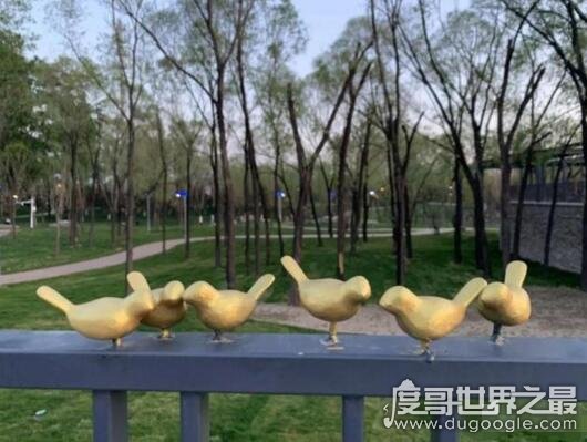 北京世园会小鸟被掰断，百余只小鸟仅剩17只(已追回30只)