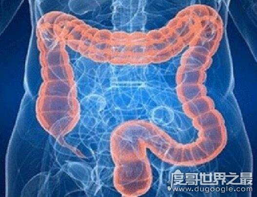 人的肠子有多长？一般在6.5-8.5米之间(附肠道计算公式)