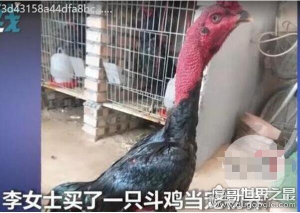 女子9000元宠物鸡被偷，竟是一只＂斗鸡＂(市场价3000元/斤)