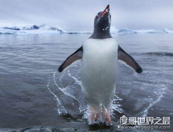 企鹅会飞吗，企鹅会游泳却不会飞翔(太胖了根本就飞不起来)
