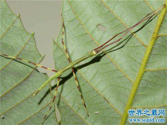 最大的昆虫，中国巨型竹节虫体长62.4cm！