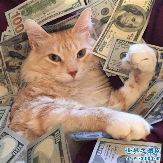 世界上活的最久的猫，相当于人类的143岁！！！