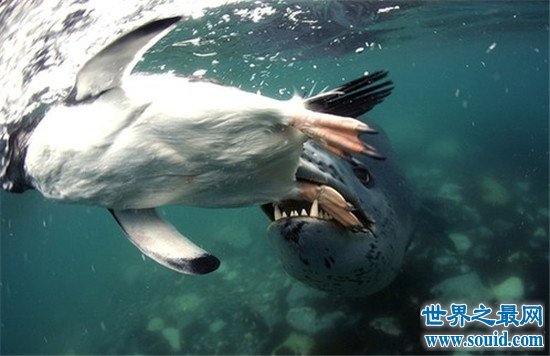 世界上最凶猛的海豹，豹形海豹会捕食其他海豹！
