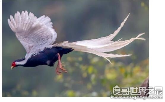 世界上最后一只凤凰，有人在黑龙江拍到凤凰(羽毛清晰可见)