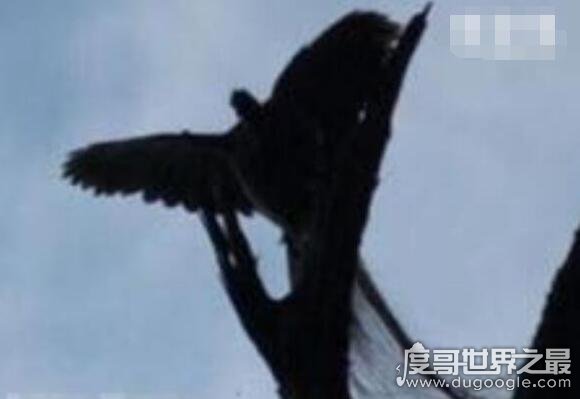 世界上最后一只凤凰，有人在黑龙江拍到凤凰(羽毛清晰可见)