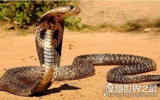 70多斤最大的眼镜王蛇，过山峰是体积最大排毒量最大的毒蛇