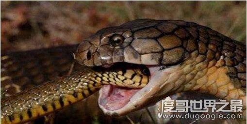 70多斤最大的眼镜王蛇，过山峰是体积最大排毒量最大的毒蛇