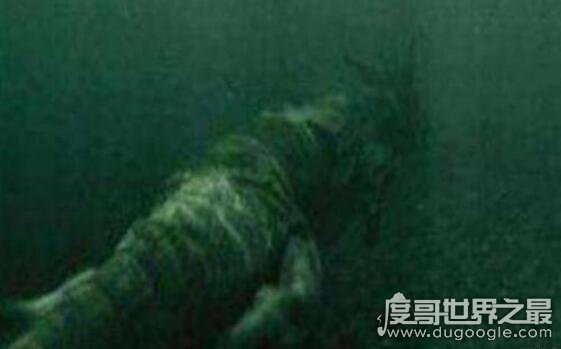海底惊现12米巨型真龙，原来世上真有龙惊呆了众人