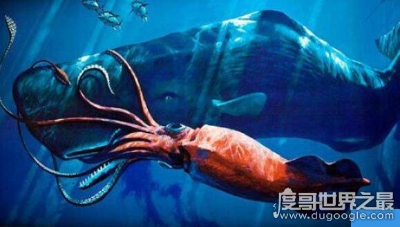 巨型海怪杀死50吨鲸鱼，巨型大王乌贼可杀死抹香鲸