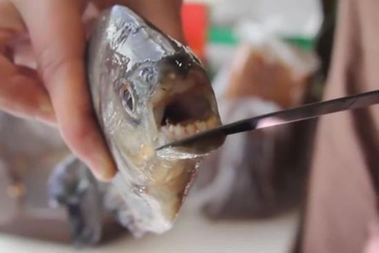 锯腹脂鲤是一种食人鱼，生活在亚马逊流域非常恐怖