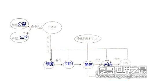 霍金推翻达尔文进化论，人类并不是进化而是本来就存在的