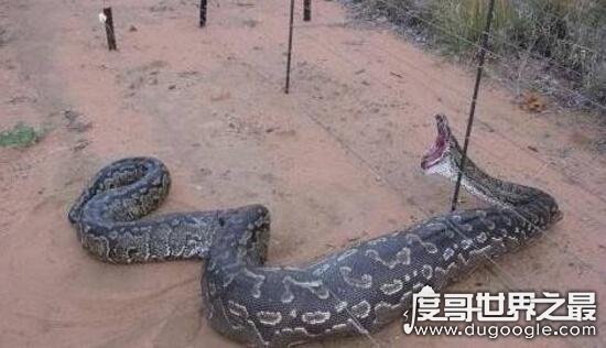 中国最真实的渡劫事件，巨蟒渡劫营口坠龙都充满了神幻色彩