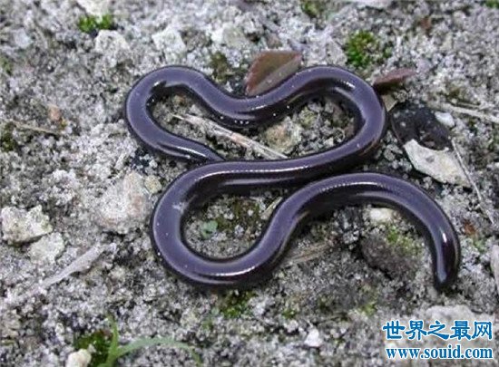 世界上最小的蛇，这么小难道不是蚯蚓吗？？？