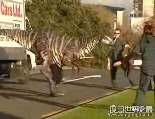 外媒曝新西兰活捉一只恐龙，被4人联合捉上车(现场视频)
