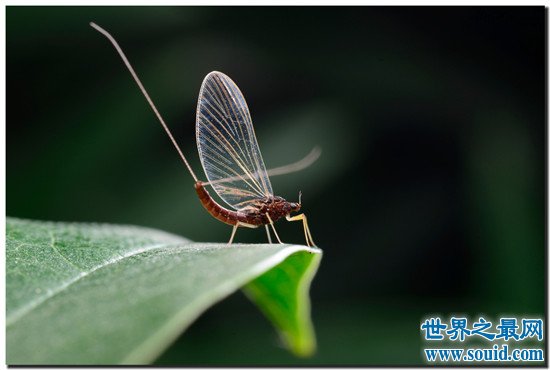 世界上寿命最短的昆虫， 蜉蝣朝生而暮死可谓尽其乐