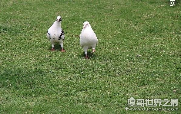 鸽子血纹身被称为隐形纹身，在饮酒或情绪激动时会变成红色