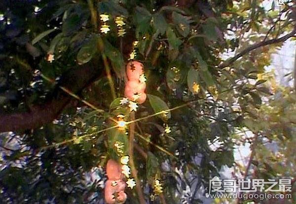 西游记人参果树下藏着什么，每个人参果体内都有一个生灵(图片)