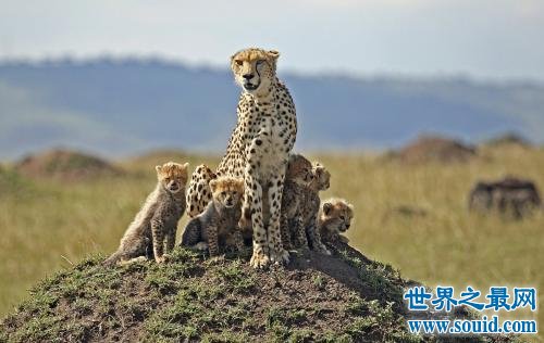 最大的猫科动物，它基本没人敢养。