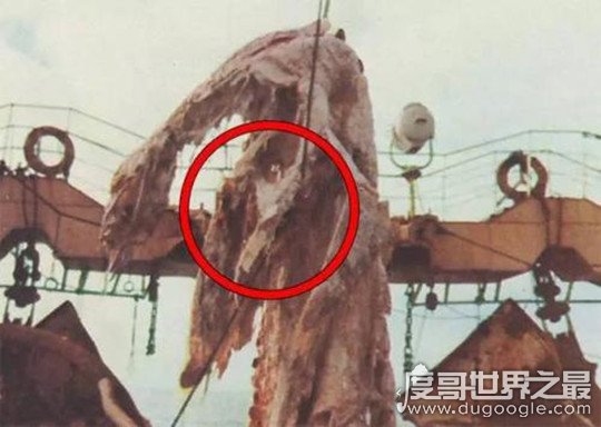 日本1977年海怪尸体事件，疑似发现蛇颈龙遗骸(物证图片具在)