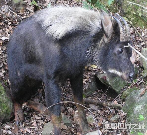 神农架棺材兽真的存在吗，传说长得像牛头马面(至今未证实)