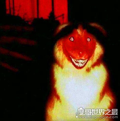 smile.jpg微笑狗原图为什么吓人，背景阴暗/眼神恐怖/表情狰狞