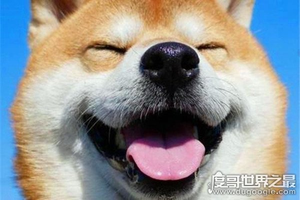 smile.jpg微笑狗原图为什么吓人，背景阴暗/眼神恐怖/表情狰狞