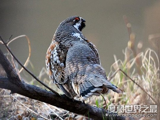 天上龙肉指的是什么，指花尾榛鸡的肉(国家保护动物严禁捕杀)