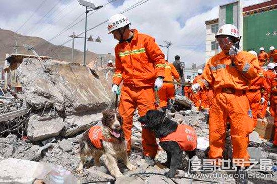 地震搜救犬全部处死，为某个神秘人物陪葬(谣言不可信！！)