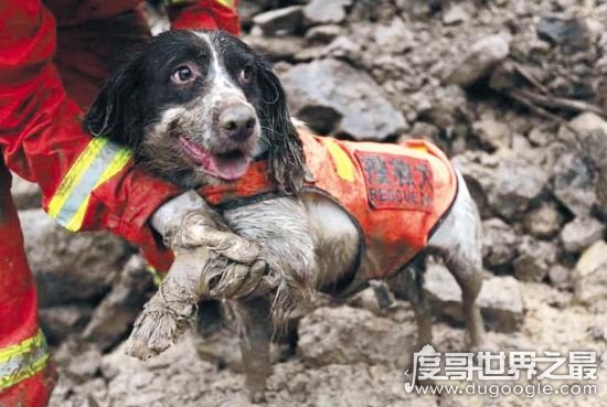 地震搜救犬全部处死，为某个神秘人物陪葬(谣言不可信！！)