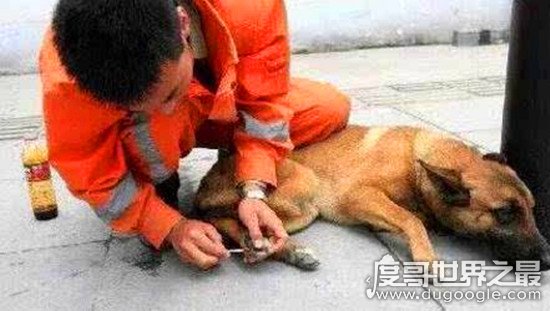 地震搜救犬全部处死，为某个神秘人物陪葬(谣言不可信！！)