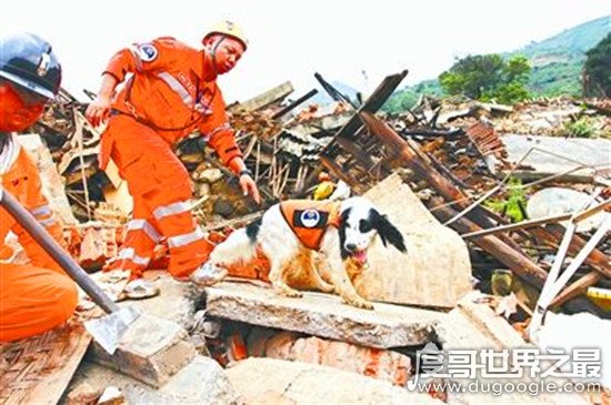 地震搜救犬全部处死，为某个神秘人物陪葬(谣言不可信！！)