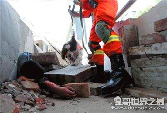 地震搜救犬全部处死，为某个神秘人物陪葬(谣言不可信！！)