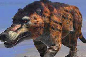 驴头狼的真实图片，神农架曾传出过驴头狼出没的消息