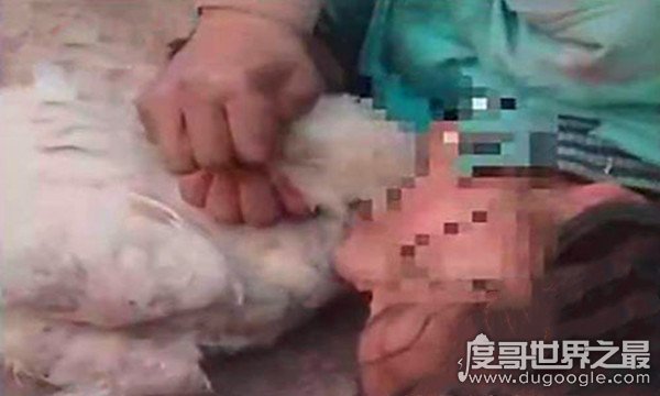 13岁蛇女真相，疑似发烧导致精神障碍(后被乡间神医救治)