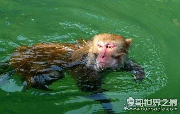水怪中水猴子是什么动物，真正水猴子图片好恐怖(乃网友ps)