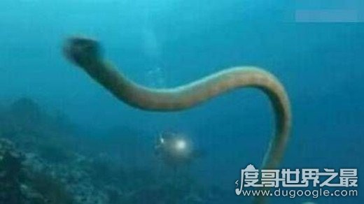 能活20万年的绿茸线蛇真假，假的(源自奇幻小说《海洋世界》)