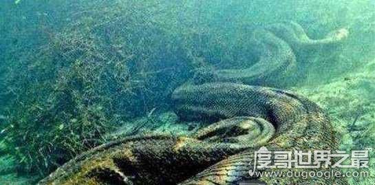 能活20万年的绿茸线蛇真假，假的(源自奇幻小说《海洋世界》)