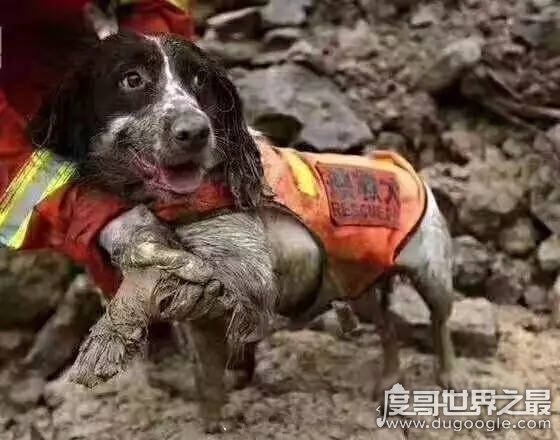 地震搜救犬全部遭处死，谣言不可信(真相是功勋犬救人而牺牲)