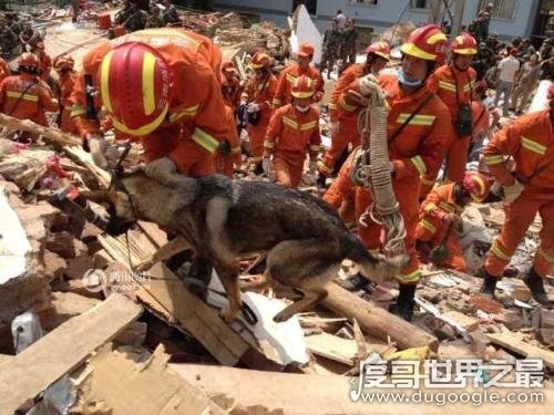 地震搜救犬全部遭处死，谣言不可信(真相是功勋犬救人而牺牲)